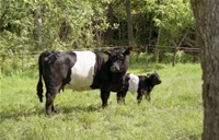 Ko och kalv
